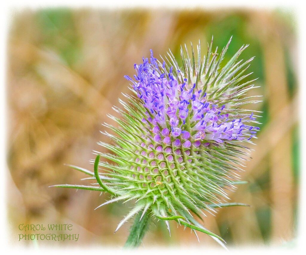 Teasel by carolmw