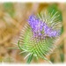 Teasel by carolmw