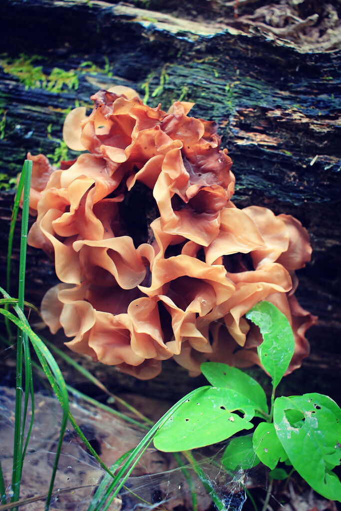 Wood Ear - Phaeotremella Frondosa by juliedduncan