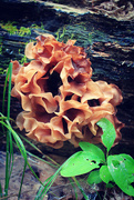 14th Aug 2024 - Wood Ear - Phaeotremella Frondosa