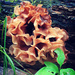 Wood Ear - Phaeotremella Frondosa by juliedduncan