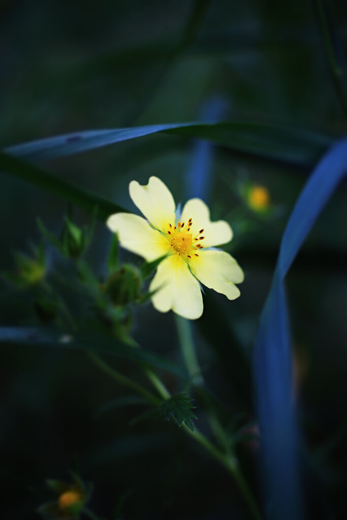 Last of the Cinquefoil by juliedduncan