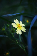 14th Aug 2024 - Last of the Cinquefoil