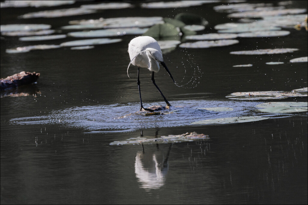 7 - Egret Splashing Water by marshwader