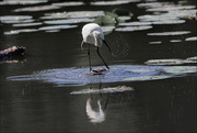 7th Jul 2024 - 7 - Egret Splashing Water