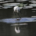 7 - Egret Splashing Water by marshwader