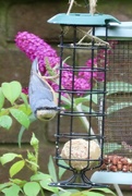 14th Aug 2024 - Nuthatch