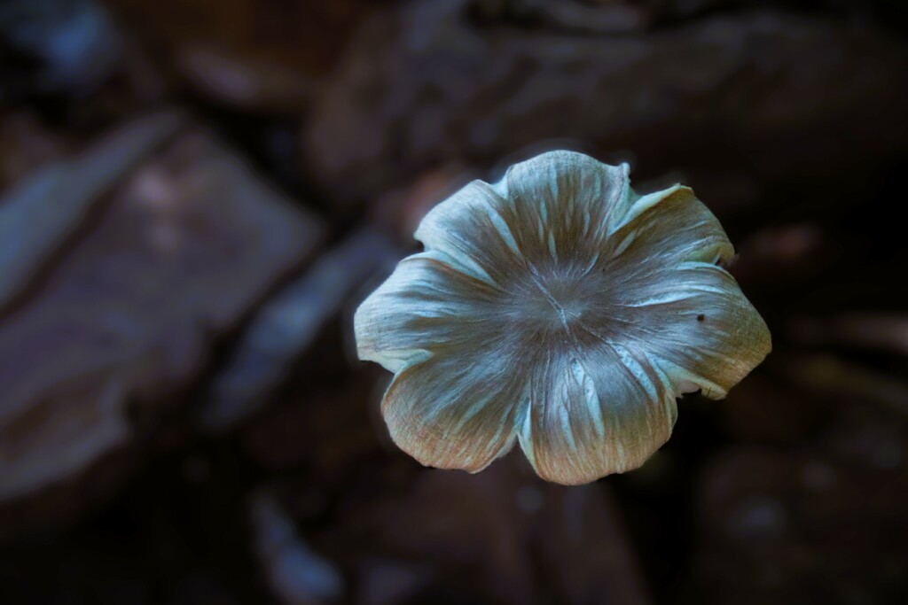 Mushroom Flower by photohoot