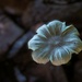 Mushroom Flower by photohoot