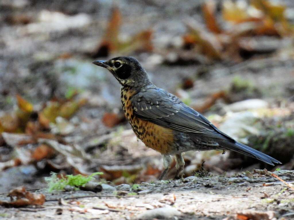 Thrush Bird Variety by seattlite