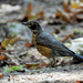 Thrush Bird Variety by seattlite