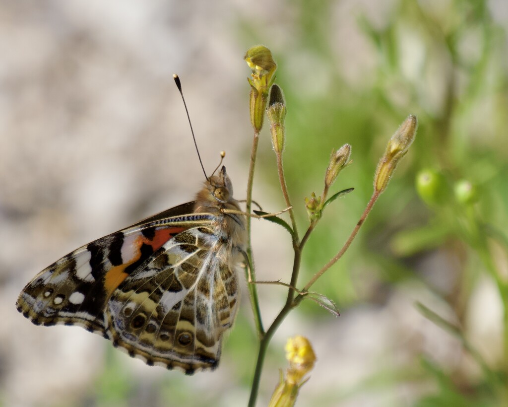 One Of The Painted Ladies P8143017 by merrelyn