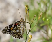 14th Aug 2024 - One Of The Painted Ladies P8143017