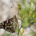 One Of The Painted Ladies P8143017 by merrelyn