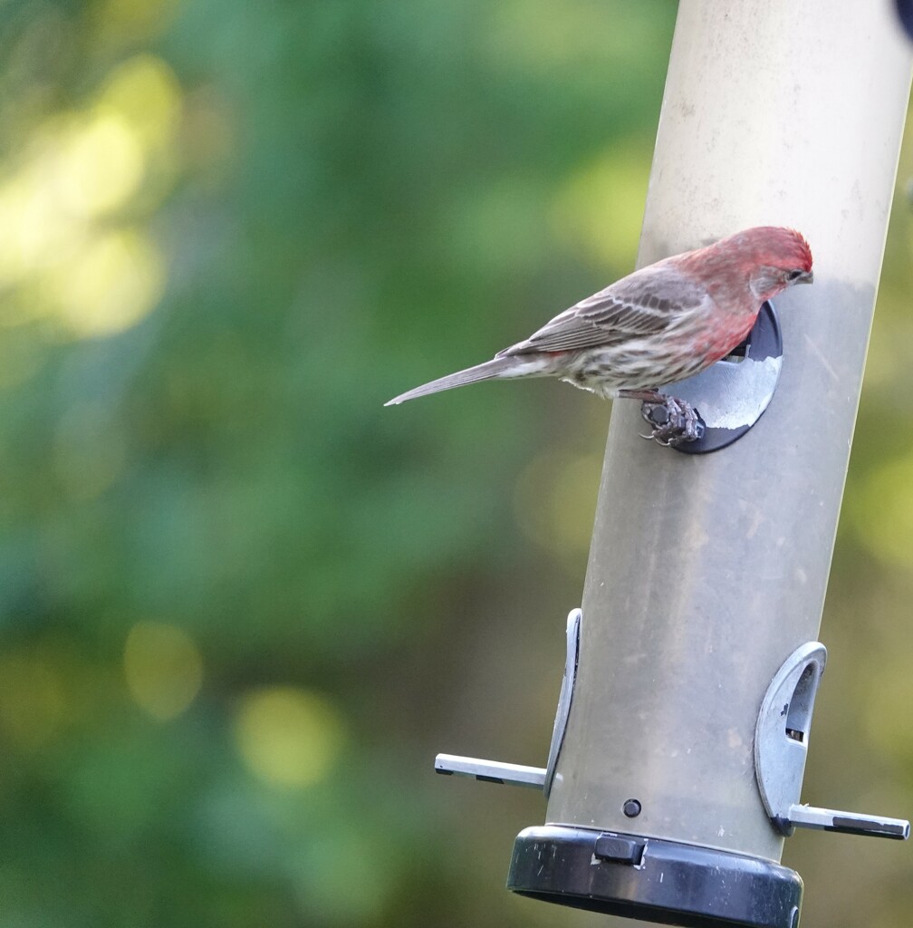 Red Finch by paulabriggs