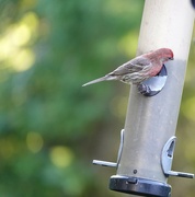 8th Aug 2024 - Red Finch