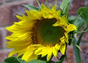 14th Aug 2024 - sunflower