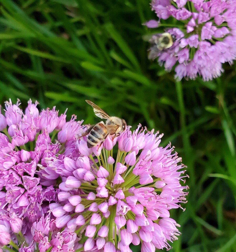 Summer Scene...bees. by houser934