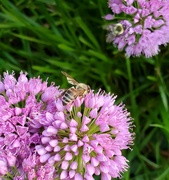 14th Aug 2024 - Summer Scene...bees.