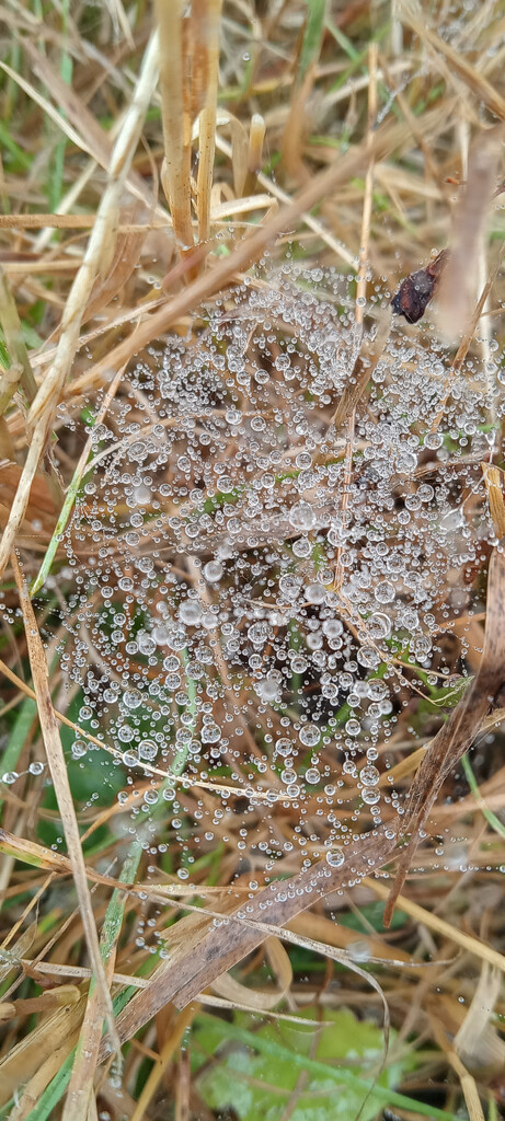 Spiders hard at work  by 365projectorgjoworboys