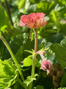 12th Aug 2024 - Geum