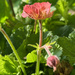 Geum by 365projectmaxine