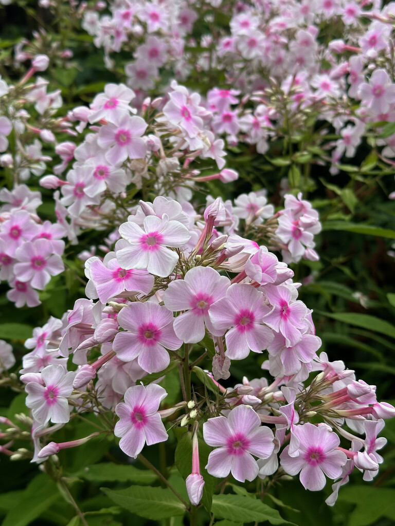 A Mass of Phlox by 365projectmaxine