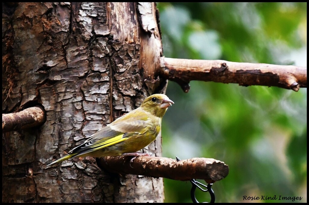 Greenfinch at RSPB  by rosiekind