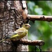 Greenfinch at RSPB  by rosiekind