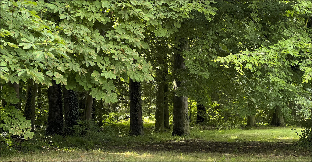 12 - Horse Chestnut Trees by marshwader