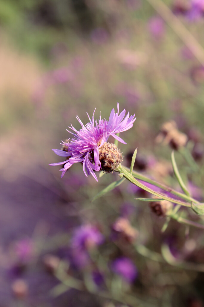 Day 4 - Trail Flowers by maggierileyphoto