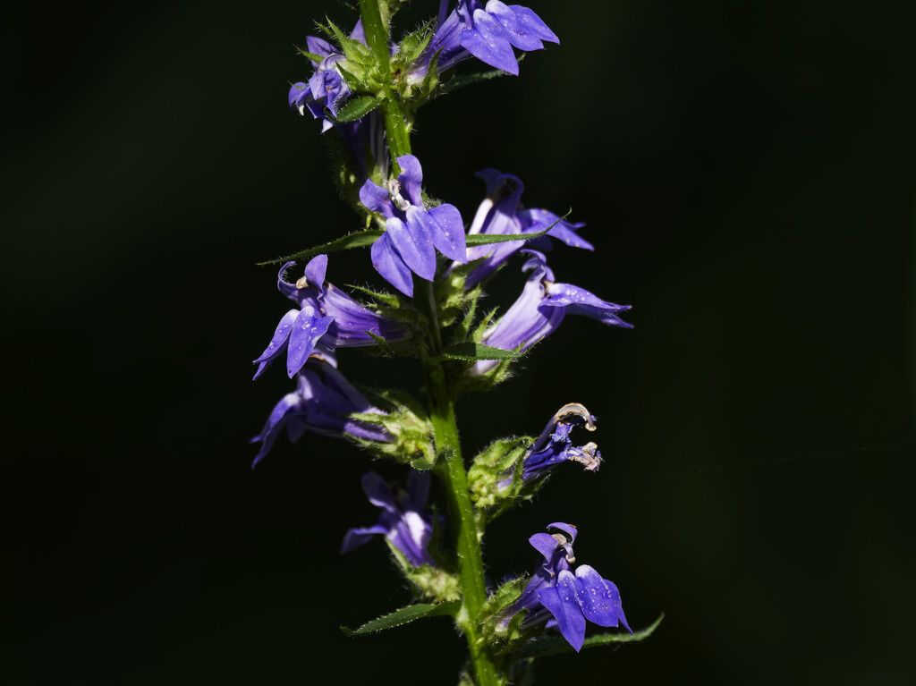 blue lobelia by rminer