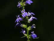 14th Aug 2024 - blue lobelia