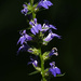 blue lobelia