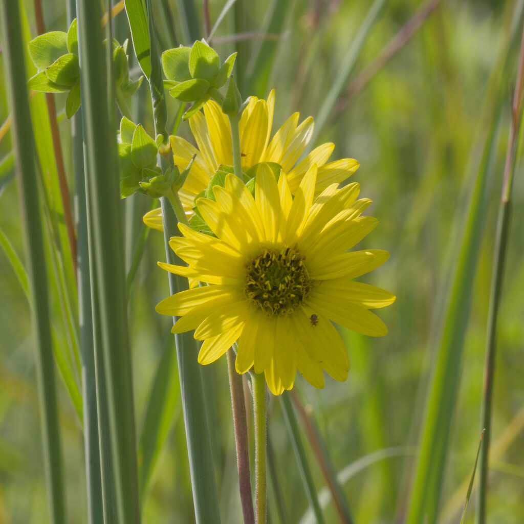 prairie rosinweed  by rminer