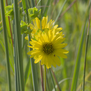 14th Aug 2024 - prairie rosinweed 