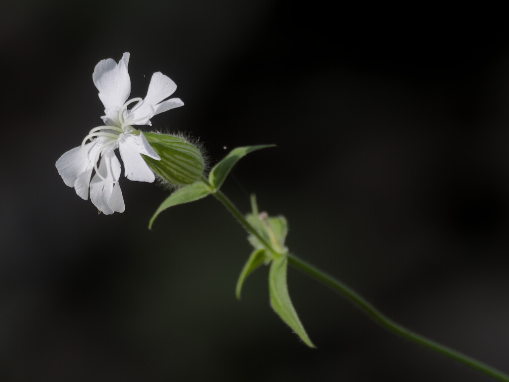 white campion by rminer