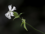 14th Aug 2024 - white campion