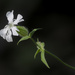 white campion