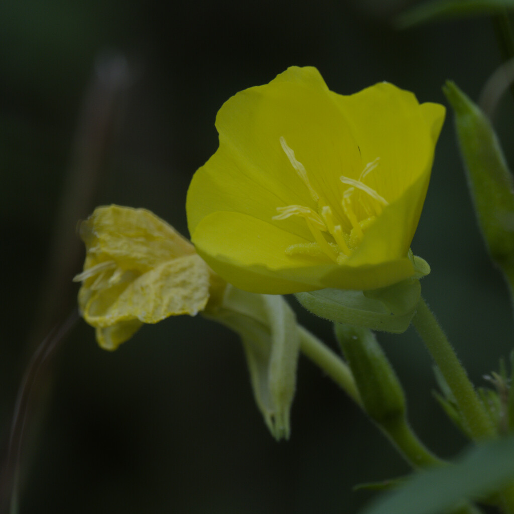 Yellow primrose by rminer