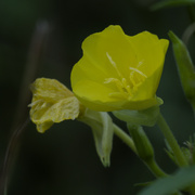 14th Aug 2024 - Yellow primrose