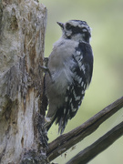 14th Aug 2024 - Downy woodpecker