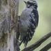 Downy woodpecker