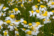 10th Aug 2024 - Windy