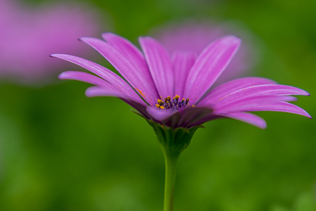 Pretty in Purple by seacreature