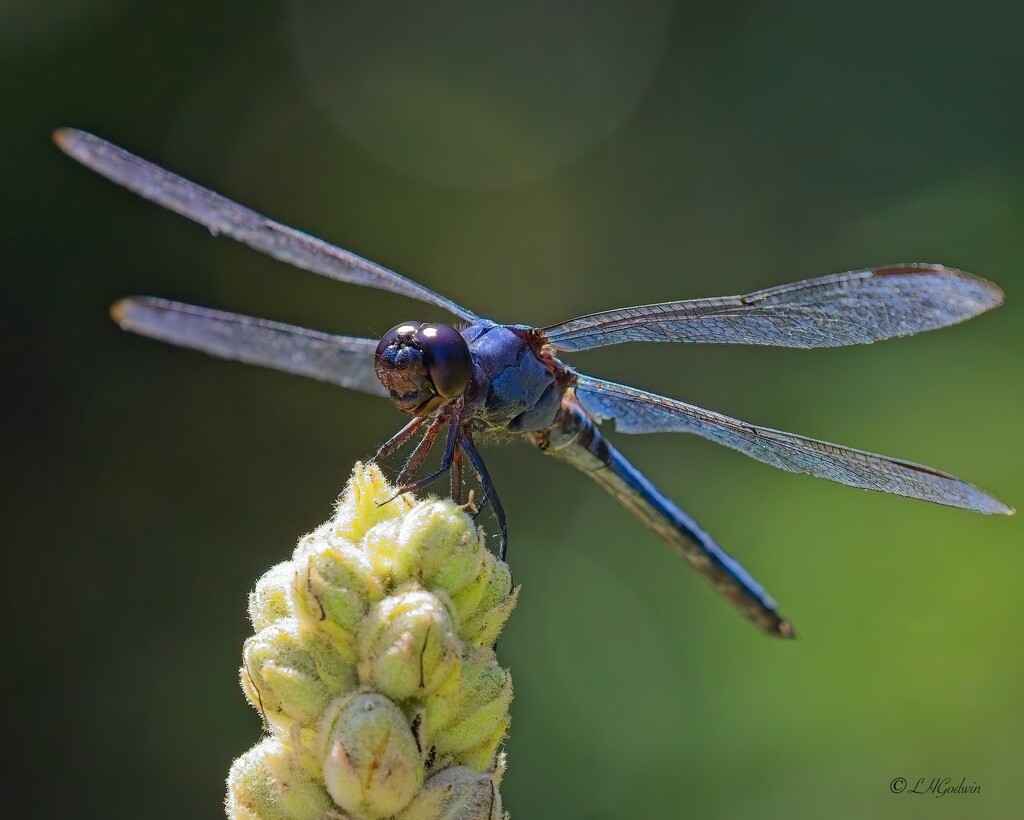 LHG_2748 Blue dragon by rontu