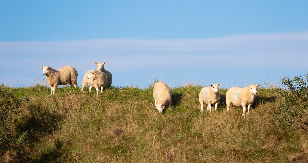 Grass is Always Greener by lifeat60degrees