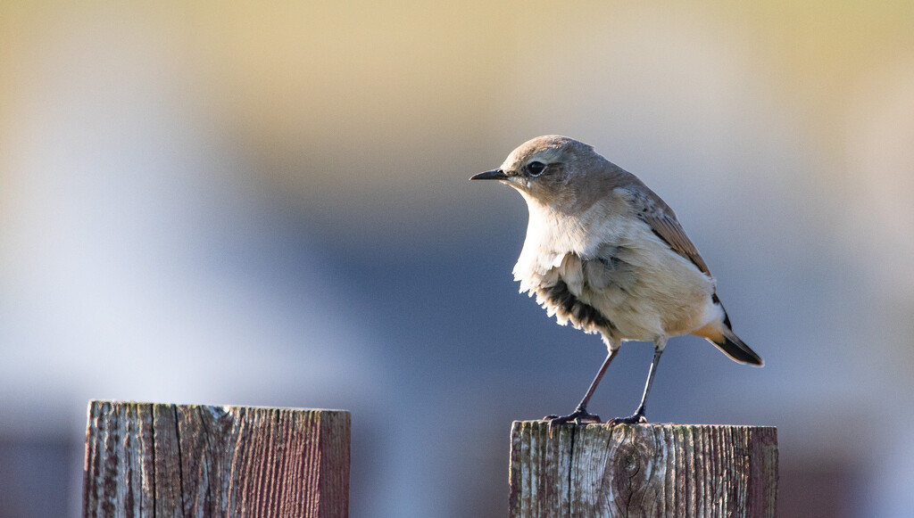 Wheatear by lifeat60degrees