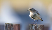 14th Aug 2024 - Wheatear