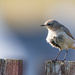 Wheatear by lifeat60degrees